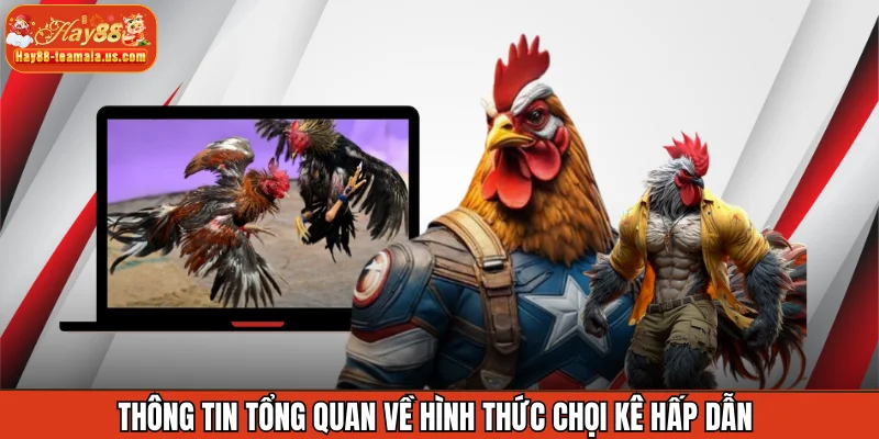 Thông tin tổng quan về hình thức chọi kê hấp dẫn